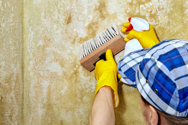 Best Attic Mold Removal  in Goodwell, OK